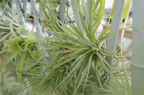 How Do I Care For My Tillandsia Tallahassee Nurseries Tallahassees Premier Garden Center