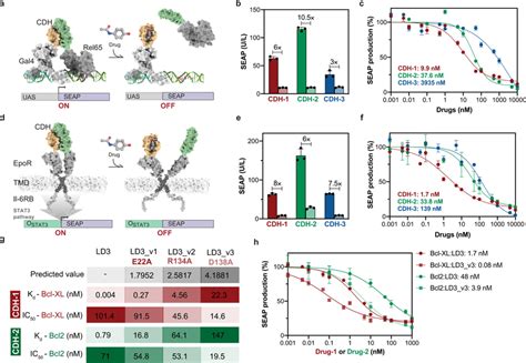 Exploration Of Distinct Cellular Activities Localization And