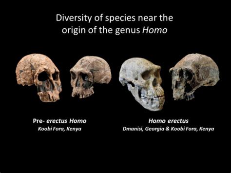 Human Origins Timeline: Hominen evolution | Smithsonian Institution