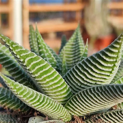 How To Grow Haworthia The Gardeners Planet