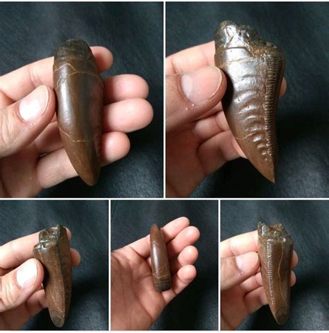 Authentic T Rex Teeth With Unique Shapes For Sale