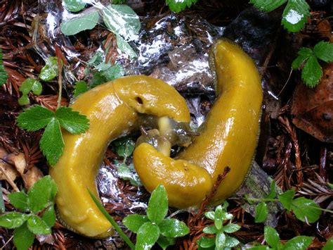 Banana Slugs Mating 9