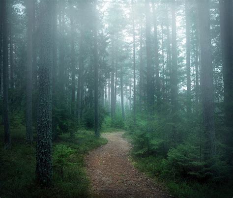 The Forest Of Secrets Photograph By Christian Lindsten Fine Art America