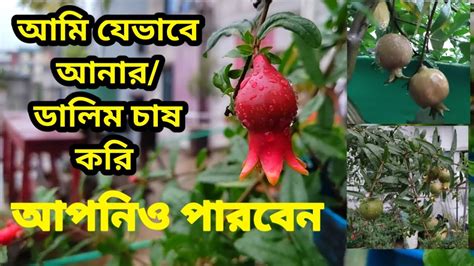 আনার চাষ কঠিন কিছু না। বানিজ্যিক আনার চাষgardener Tech Youtube