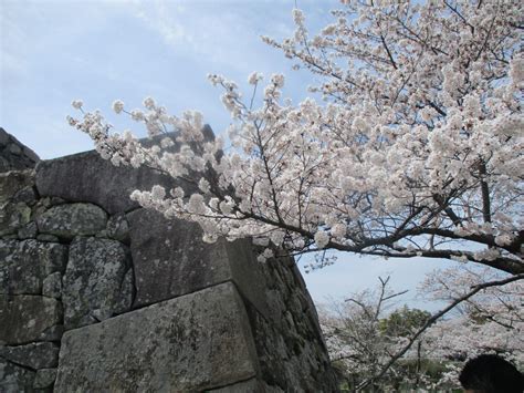 【醤油屋のおやじブログ】桜がもたらすもの。 ～北はりまの地しょうゆ～サクライズミ高橋醤油