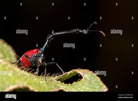 Trachelophorus Giraffa High Resolution Stock Photography And Images Alamy