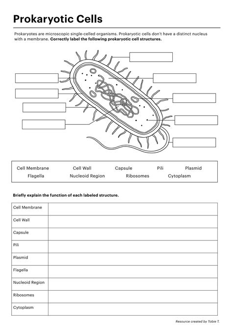 Solution Prokaryotic Eukaryotic Cells Worksheet Studypool