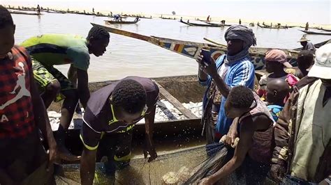 Pêche collective dans le cercle de Tombouctou commune d Alafia