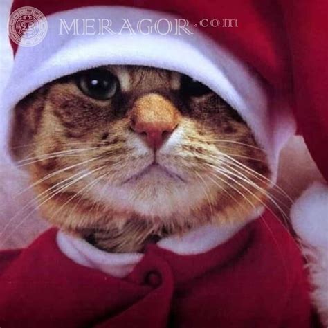Фото Кота В Очках На Аву — Фото