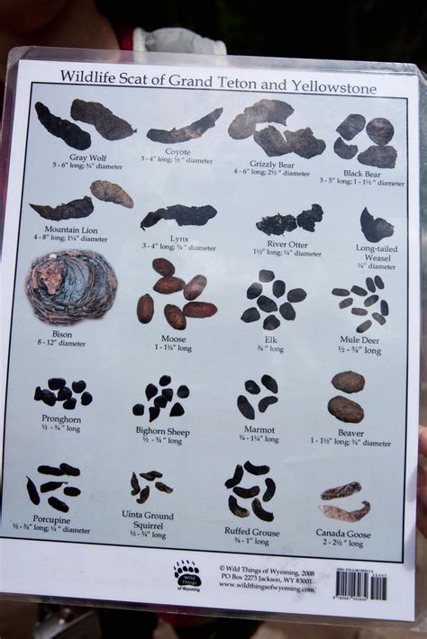 Scat chart....8494 | Appropriate for a gastroenterologist, b… | Flickr