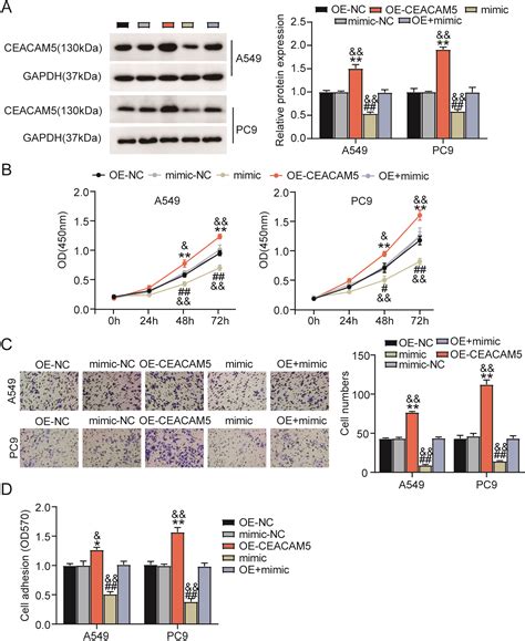 Lncrna Arap As Contributes To Lung Adenocarcinoma Development By