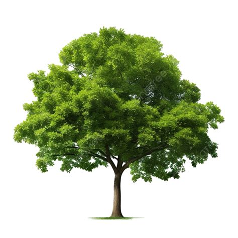 одно зеленое дерево Png PNG , дерево, Png, вырезка PNG рисунок для ...