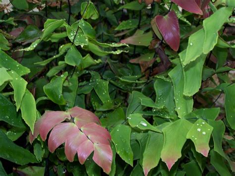 Adiantum Macrophyllum Largeleaf Maidenhair Aquatic Plants Lichen