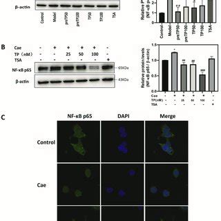 Triptolide Inhibited Nf B Activation In A Caerulein Induced Acute