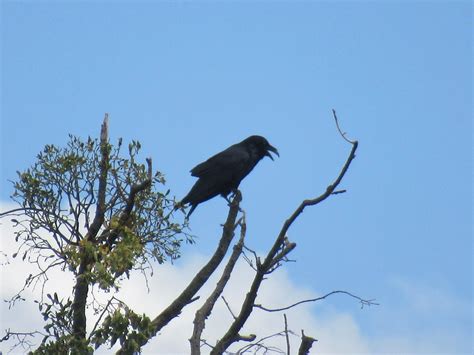 Kolkrabe Ruft Kolkrabe Corvus Corax C Sabine Kehling