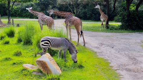 Kilimanjaro Safaris Morning Ride Experience in 4K | Disney's Animal ...