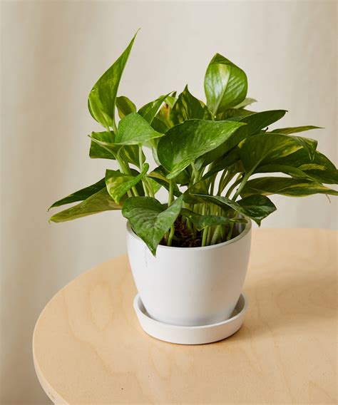 Golden Pothos In Water