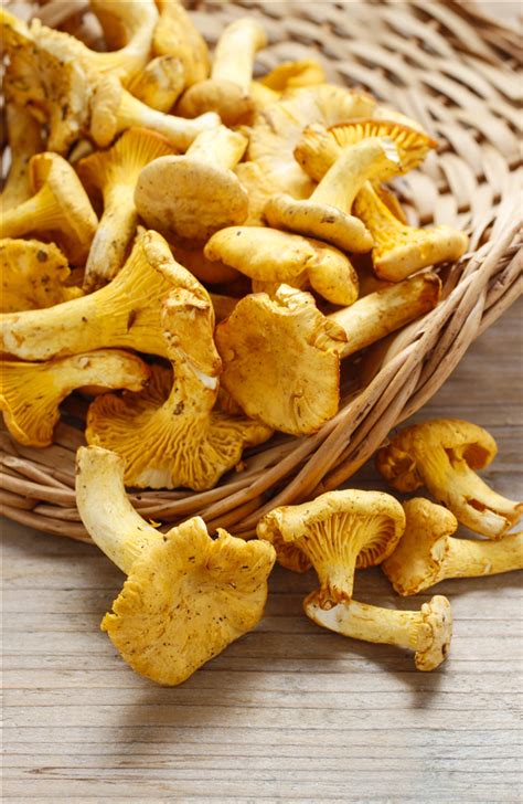 Cantharellus Cibarius Blanched Galletto Funghi Della Val Taro