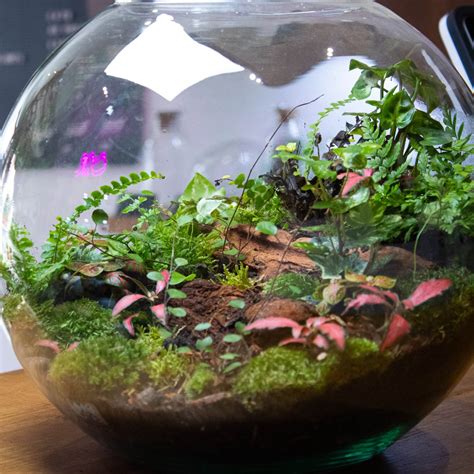 Terrarium Plants: Transform Your Space With Lush Greenery