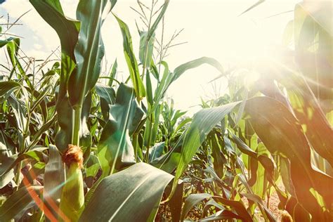 Washington State University Develops Weather Resistant Crops