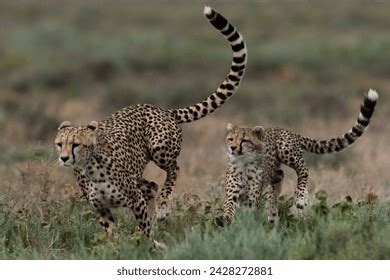 Cheetah Running Front View: Over 23 Royalty-Free Licensable Stock Photos | Shutterstock