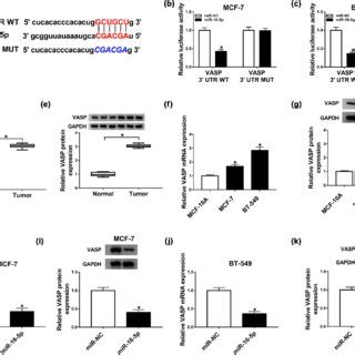 ATXN8OS Sequestered MiR 16 5p By Sponging MiR 16 5p A Schematic Of