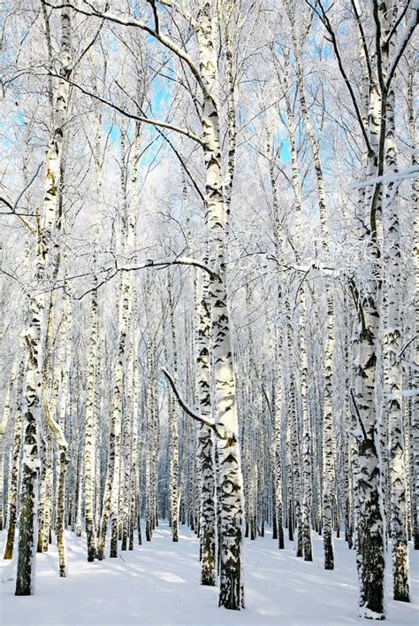 Bois De Bouleau D hiver Au Soleil Photo stock Image du forêt neige