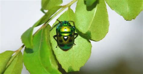 Green Ladybug - Learn About Nature