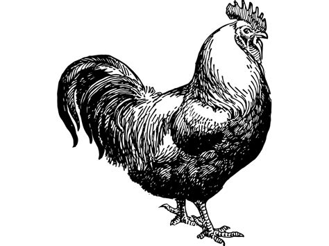 Rooster Png Transparent Image