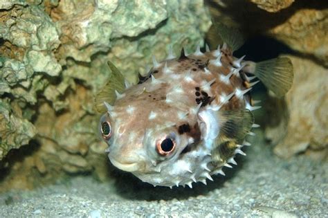 Could a pufferfish toxin be a safe alternative to opioids? | FierceBiotech