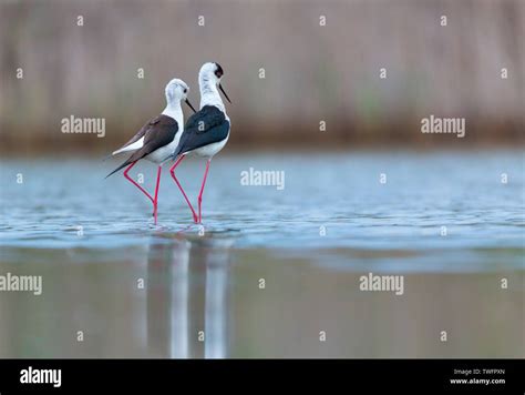 Black Winged Stilt Common Stilt Or Pied Stilt Himantopus Himantopus