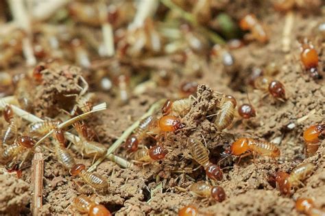 Where Do Termites Lay Eggs Pest Wisdom