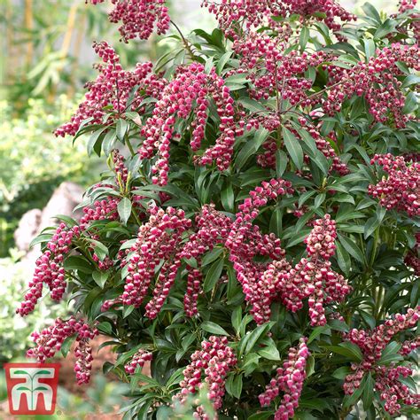 Pieris Japonica Passion Plants Thompson And Morgan