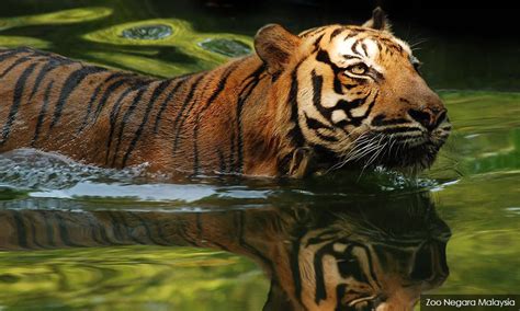 Penduduk Kampung Batu Papan Dakwa Dengar Ngauman Harimau Suara Malaysia