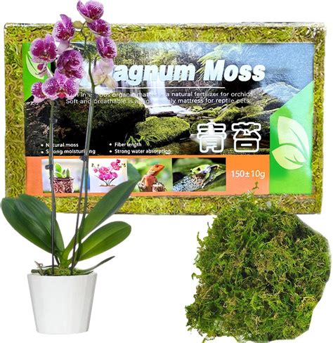 Sphagnum Moss For Plant G Natural Moss Potting Mix Culture