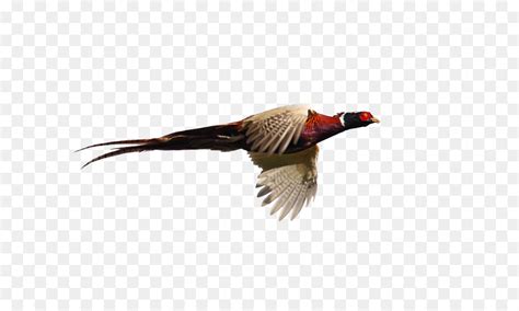 Free Flying Pheasant Silhouette, Download Free Flying Pheasant Silhouette png images, Free ...