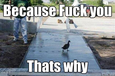 Because Fuck You Thats Why Concrete Duck Quickmeme