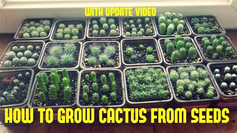 How To Grow Cactus From Seed With Update Video Youtube