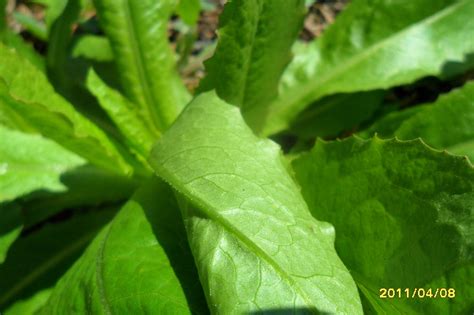 Young Lactuca Id Request Wild Lettuce Opium The Ethnobotanical