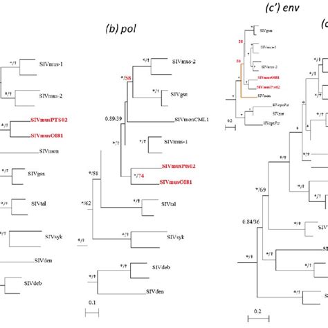 Phylogenetic Relationships Of The Newly Derived SIVmus Sequences To