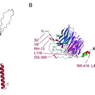 Structural Models Of Wd Repeat Proteins Showing Their Membrane Docking