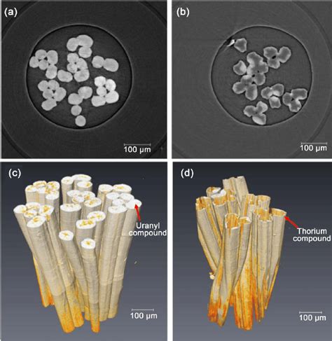 The Slice And 3d Structure Of Uhmwpe G Pao Fiber Soaked With 100 Mm Uo