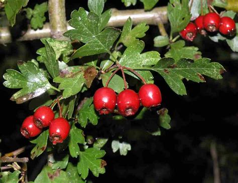 Trees Planet Crataegus Monogyna Oneseed Hawthorn May