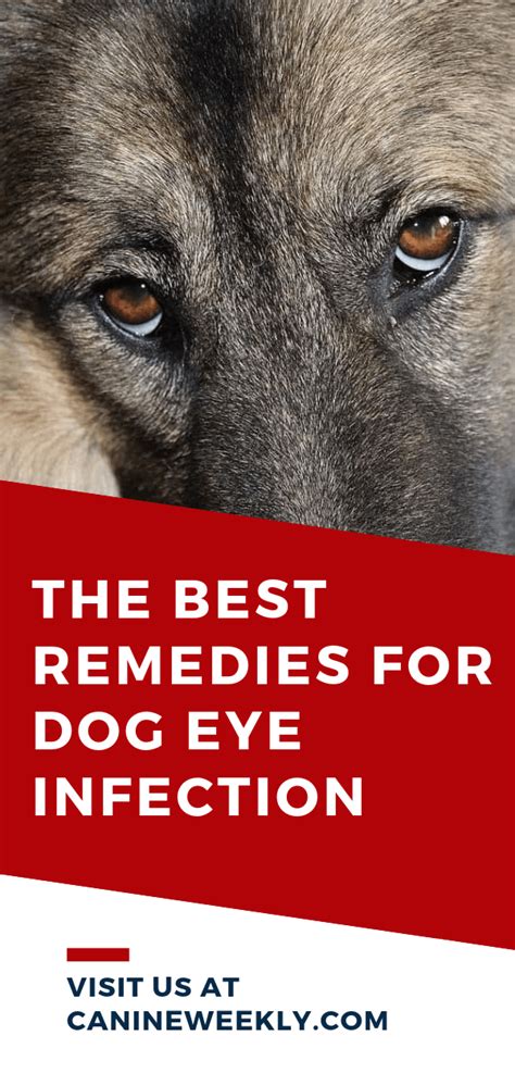 Dog Eye Infection Home Remedies: Symptoms and Natural Treatments | Eye ...