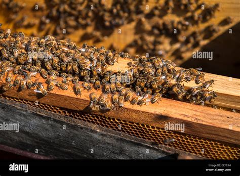 Bees Making Honey Hi Res Stock Photography And Images Alamy