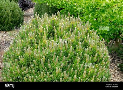Mugo Pine Pinus Mugo Echiniformis Stock Photo Alamy