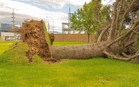 What You Should Do When A Tree Falls On Your House