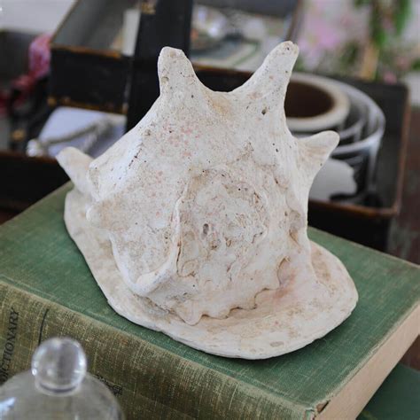 Old Atlantic Conch Shell Nora Murphy Country House