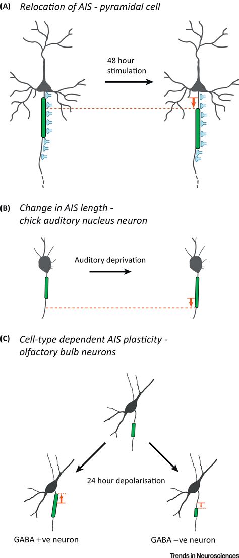 Homeostatic Plasticity Of Subcellular Neuronal Structures From Inputs