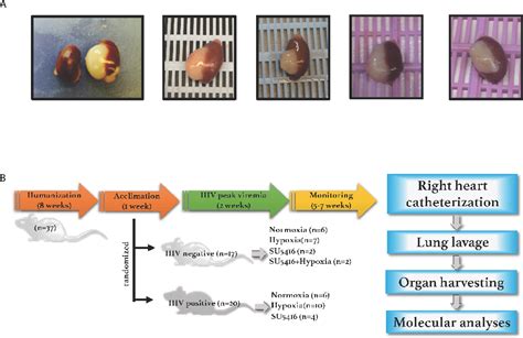 Figure 1 From Mice With Humanized Immune System As Novel Models To